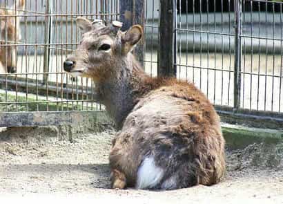 動物図鑑・タイワンジカ